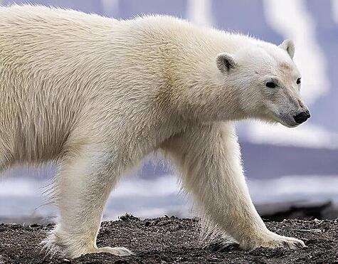 Polar bear